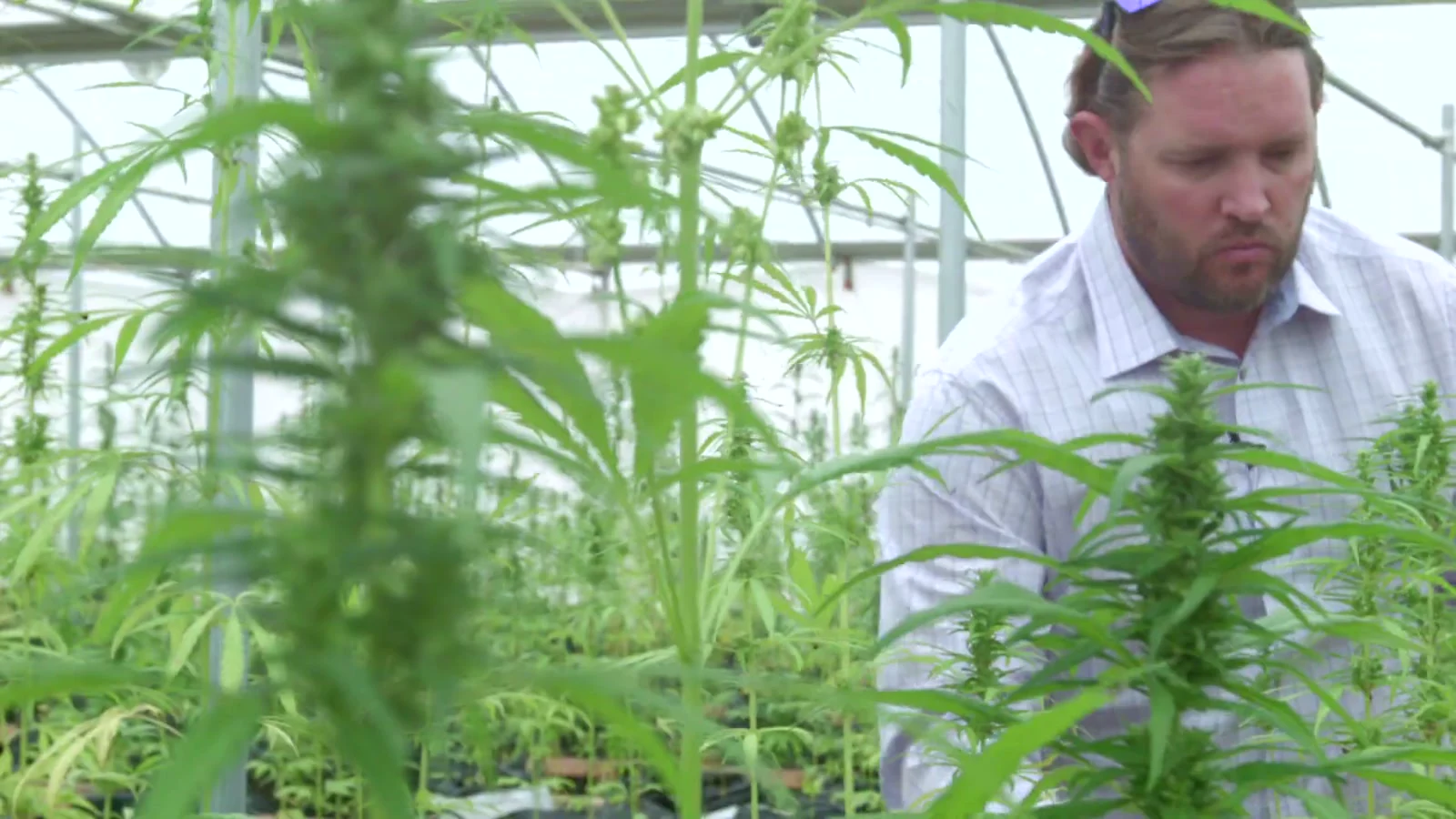 Colorado hemp documentary field production